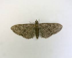 Attēlu rezultāti vaicājumam “Eupithecia tantillaria”