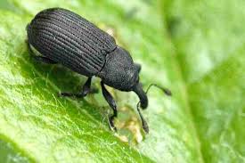 Attēlu rezultāti vaicājumam “Magdalis sp.”