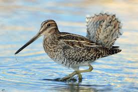 Image result for Gallinago delicata