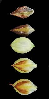 Attēlu rezultāti vaicājumam “Carex limosa fruit”