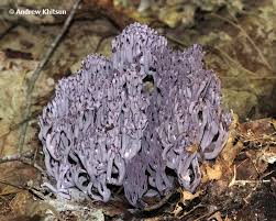 Attēlu rezultāti vaicājumam “Clavulina amethystina”