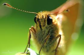 Attēlu rezultāti vaicājumam “Ochlodes sylvanus underside”