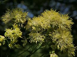 Attēlu rezultāti vaicājumam “Thalictrum flavum bud”