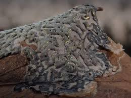 Attēlu rezultāti vaicājumam “Didymium serpula”