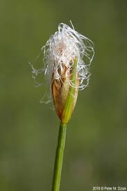 Attēlu rezultāti vaicājumam “Trichia alpina young”