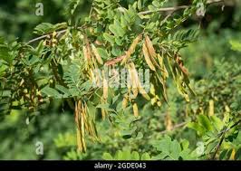 Attēlu rezultāti vaicājumam “Robinia pseudoacacia fruit”