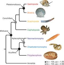 Attēlu rezultāti vaicājumam “Mollusca”