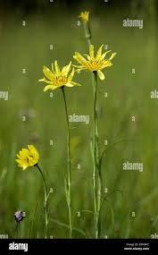 Attēlu rezultāti vaicājumam “Tragopogon pratensis subsp. pratensis”