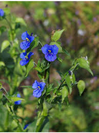 Attēlu rezultāti vaicājumam “Commelina coelestis flower”