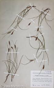 Attēlu rezultāti vaicājumam “Blysmus compressus fruit”