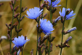 Attēlu rezultāti vaicājumam “Cichorium intybus flower”