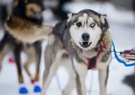 Image result for Team Ice Fire British Sled Dog Racing Team
