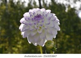 Attēlu rezultāti vaicājumam “Tragopogon heterospermus flower”