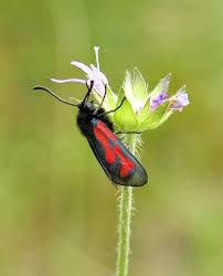 Attēlu rezultāti vaicājumam “Anacampsis blatariella”