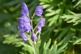 Attēlu rezultāti vaicājumam “Aconitum napellus bud”
