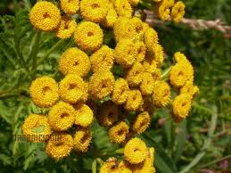 Image result for Tanacetum vulgare