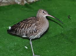 Attēlu rezultāti vaicājumam “Numenius arquata”