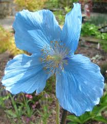 Image result for Meconopsis betonicifolia