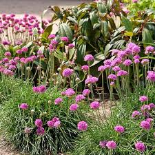 Image result for Grasnelke