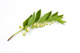 Attēlu rezultāti vaicājumam “Polygonatum odoratum bud”