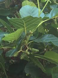 Attēlu rezultāti vaicājumam “Alnus glutinosa leaf”