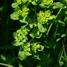 Attēlu rezultāti vaicājumam “Euphorbia helioscopia leaf”