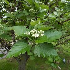 Attēlu rezultāti vaicājumam “Sorbus aria”