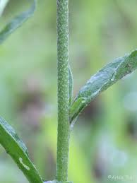 Attēlu rezultāti vaicājumam “Berteroa incana fruit”