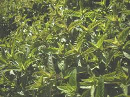Attēlu rezultāti vaicājumam “Mentha x piperita leaf”
