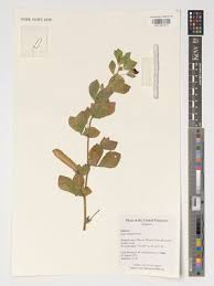 Image result for Lotus tetragonolobus