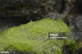 Attēlu rezultāti vaicājumam “Cladophora glomerata”