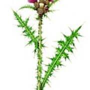 Attēlu rezultāti vaicājumam “Cirsium palustre”