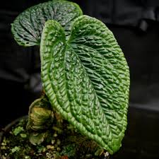 Attēlu rezultāti vaicājumam “Exobasidium splendidum”