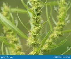 Attēlu rezultāti vaicājumam “Rumex maritimus”