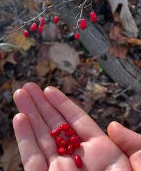 Attēlu rezultāti vaicājumam “Berberis thunbergii fruit”