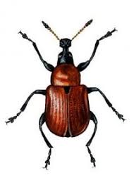 Attēlu rezultāti vaicājumam “Attelabus nitens”