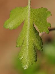 Attēlu rezultāti vaicājumam “Crataegus x macrocarpa leaf”