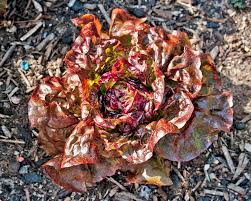 Attēlu rezultāti vaicājumam “Lactuca sativa flower”