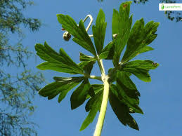 Attēlu rezultāti vaicājumam “Anemone sylvestris leaf”