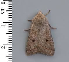 Attēlu rezultāti vaicājumam “Epiblema grandaevana”