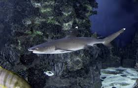 Image result for Triaenodon obesus