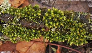 Attēlu rezultāti vaicājumam “Callicladium haldanianum sporophyte”