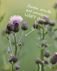 Attēlu rezultāti vaicājumam “Cirsium arvense”