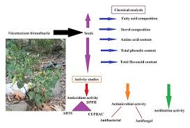 Attēlu rezultāti vaicājumam “Vincetoxicum hirundinaria fruit”