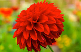 Image result for Dahlia `Red Skin`