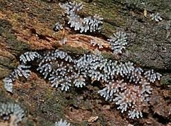 Attēlu rezultāti vaicājumam “Ceratiomyxa fruticulosa plasmodium”