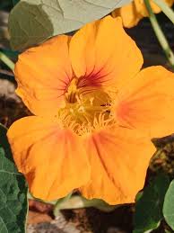 Image result for Tropaeolum minus