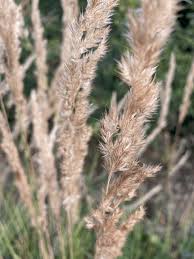 Attēlu rezultāti vaicājumam “Calamagrostis epigeios”