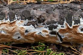 Attēlu rezultāti vaicājumam “Gloeoporus taxicola”