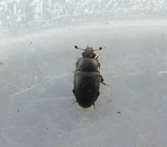 Attēlu rezultāti vaicājumam “Meligethes sp.”